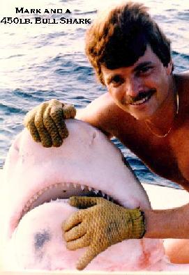 bullshrk2.jpg - 23.0 K