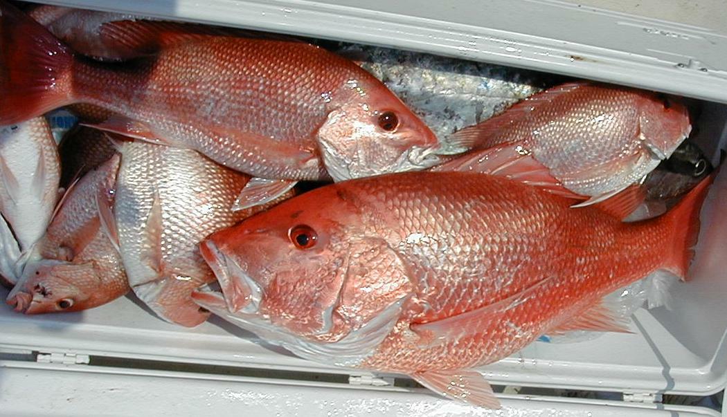 24_Box_of_Fish