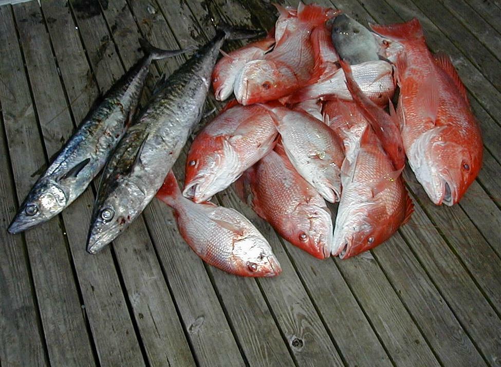 27_Fish_Pile
