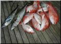 27_Fish_Pile