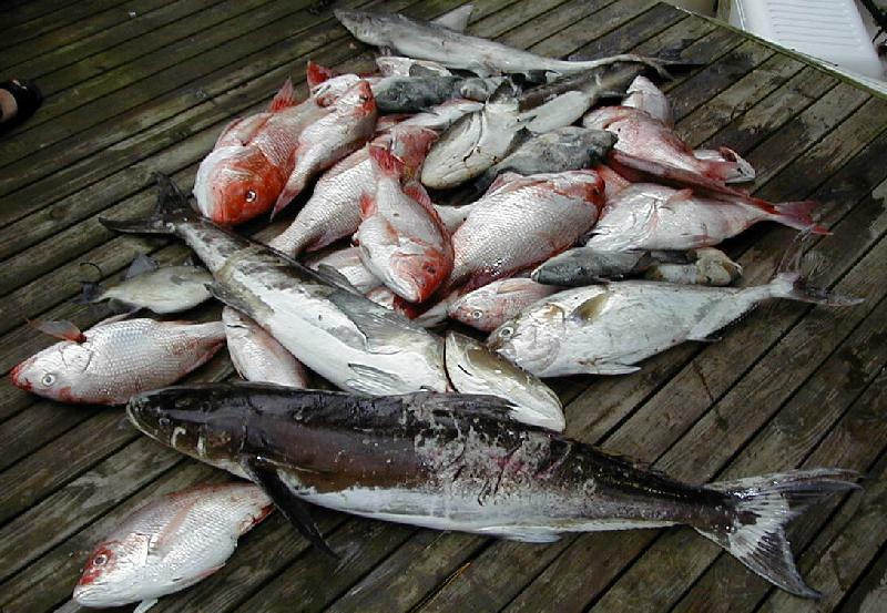 49_Catch_Pile
