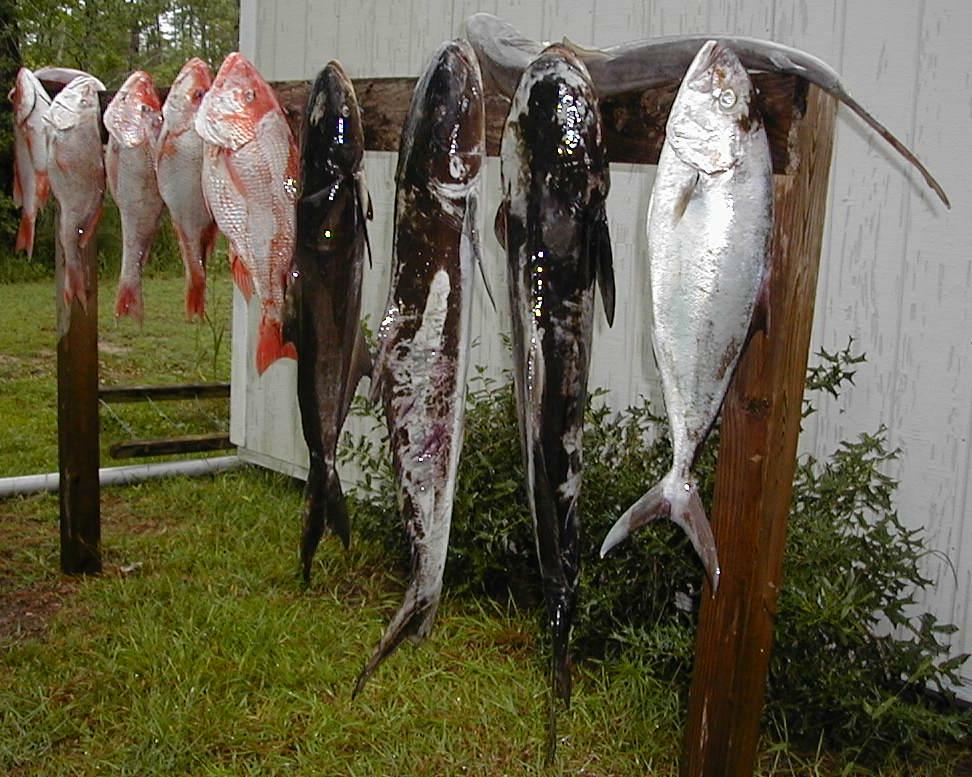 53_Biggest_Fish