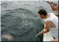 40_Charlie_Gaffing_Jim's_Snapper