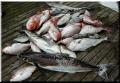 49_Catch_Pile