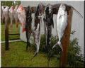 53_Biggest_Fish