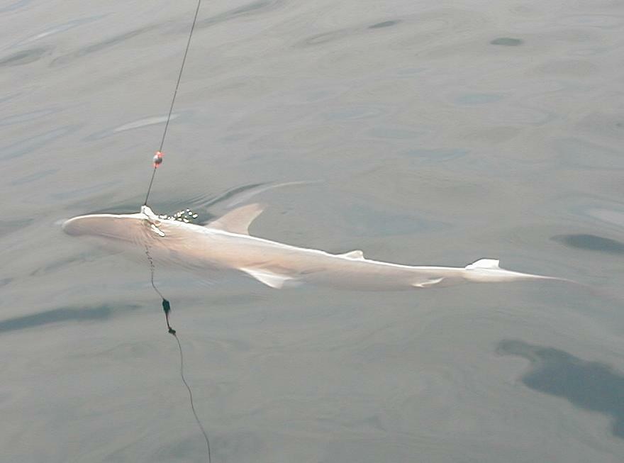 35_Shark_Hooked_Water_Shot