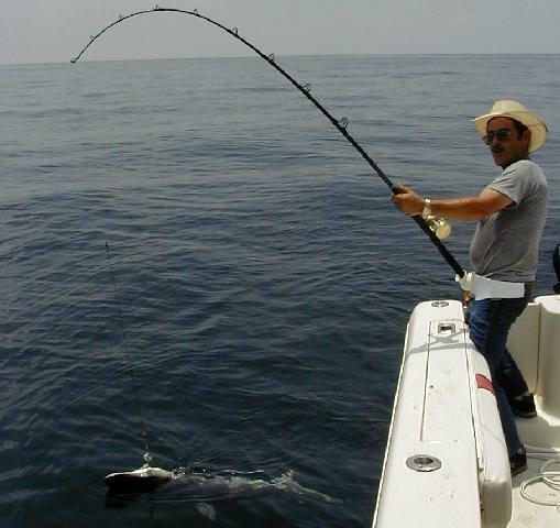 36_Ray_Shark_Hookup_sm