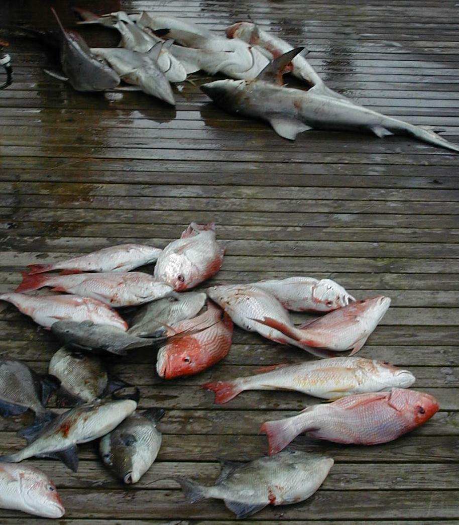 47_Fish_Pile