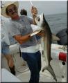 12_Ray_Shark