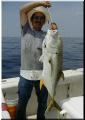 22_Ray_Jack_Crevalle_sm