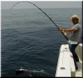 36_Ray_Shark_Hookup