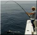 36_Ray_Shark_Hookup_sm