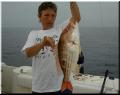 43_Wanda_Big_Lane_Snapper