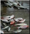 47_Fish_Pile