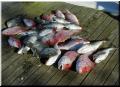 33_Catch_Pile