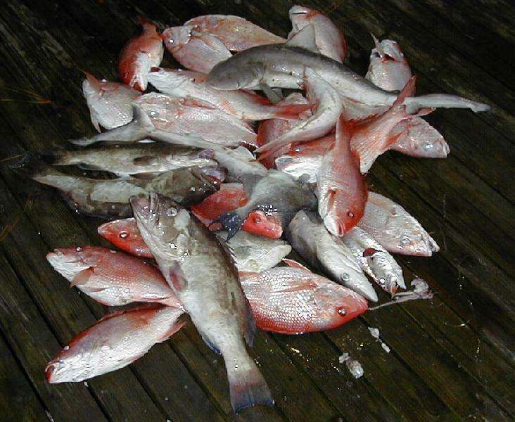 32_Fish_Pile