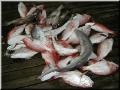 34_Fish_Pile