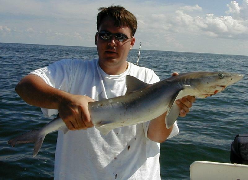 casey_shark