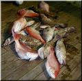 catch_pile