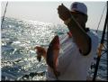08_Aarron_Snapper