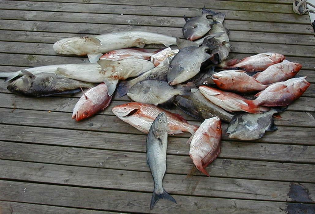 54_Fish_Pile