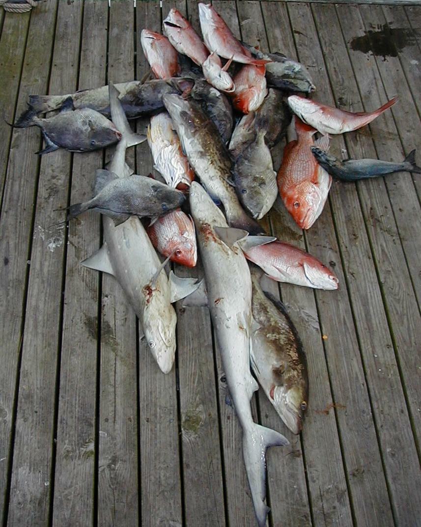 55_Fish_Pile