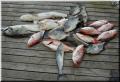 54_Fish_Pile