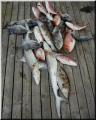 55_Fish_Pile