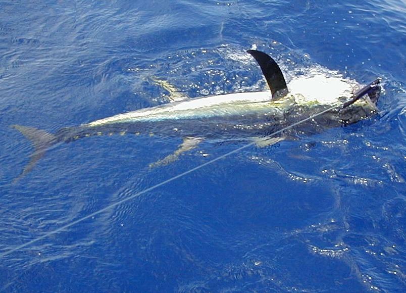 30_YellowFin_Boatside