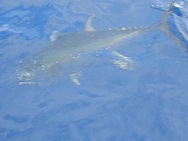 31_YellowFin_Boatside