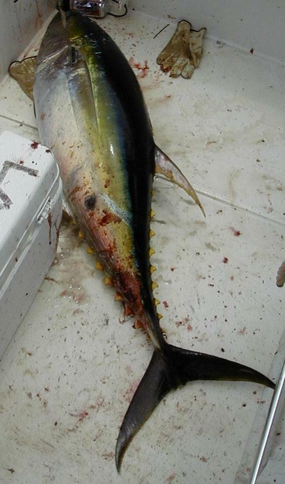 32_YellowFin_Boated
