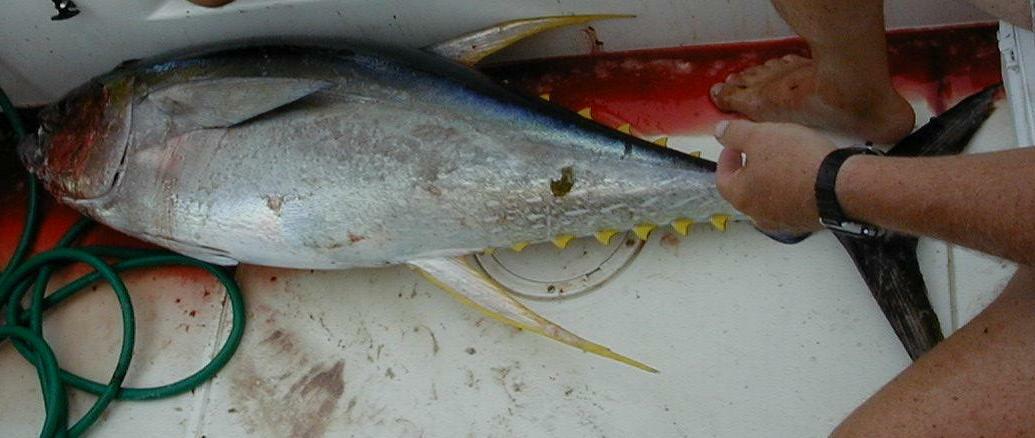 40_YellowFin_Boated