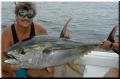 18_Mark&YellowFin