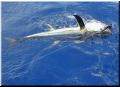 30_YellowFin_Boatside