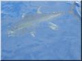 31_YellowFin_Boatside