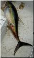 32_YellowFin_Boated