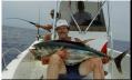 38_JKnight_YellowFin_Walde_Hookup