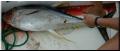 40_YellowFin_Boated