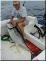 41_Walde_YellowFin