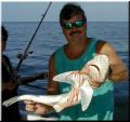 shark_little_