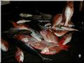 Catch_pile