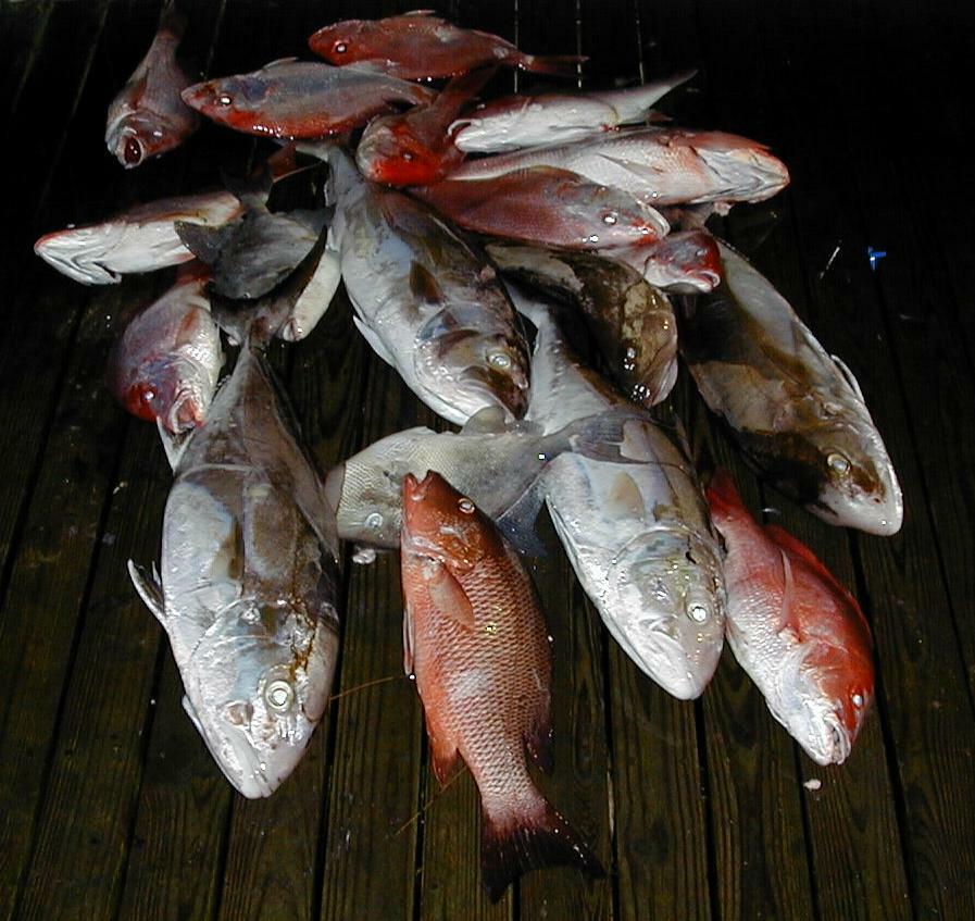 28_Fish_Pile