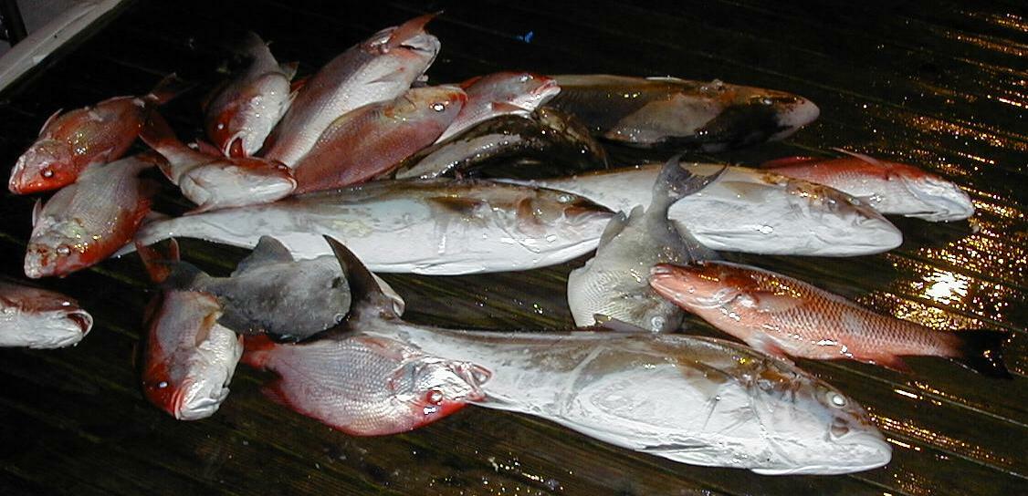 30_Fish_Pile