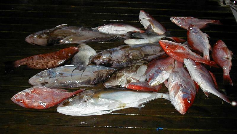 31_Fish_Pile