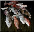 28_Fish_Pile