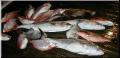 30_Fish_Pile