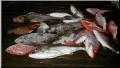 31_Fish_Pile