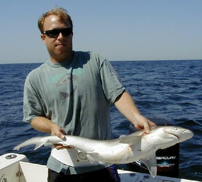 shark1