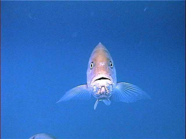 vc_snapper_underwater