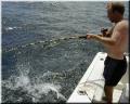 shark_splash